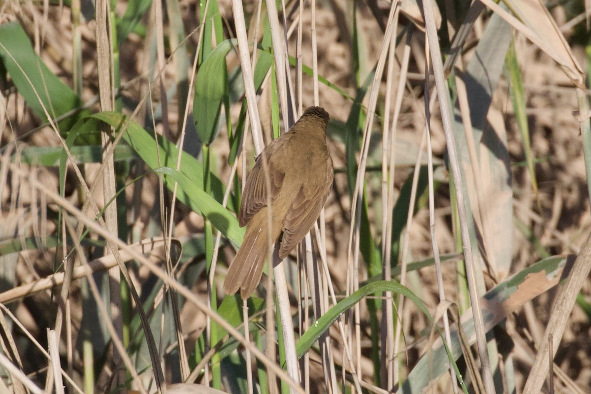 Great Reed Warbler - ML620886260