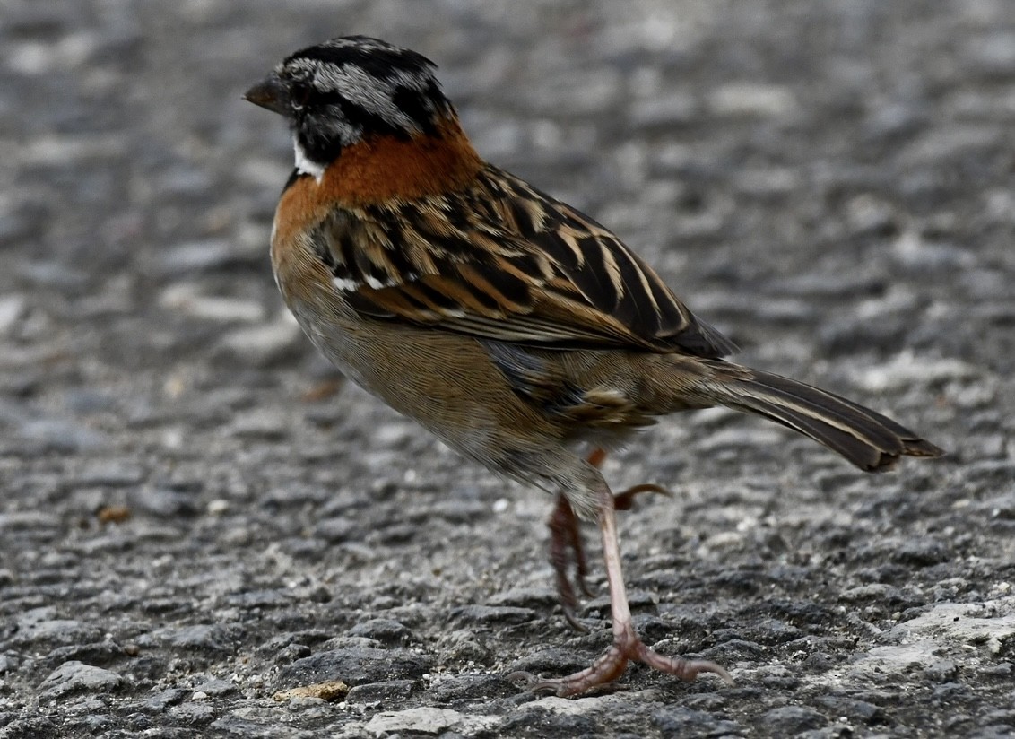 Rufous-collared Sparrow - ML620886262