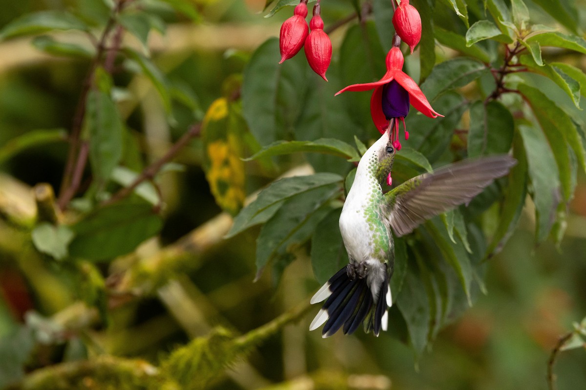kolibřík červenozobý - ML620886283