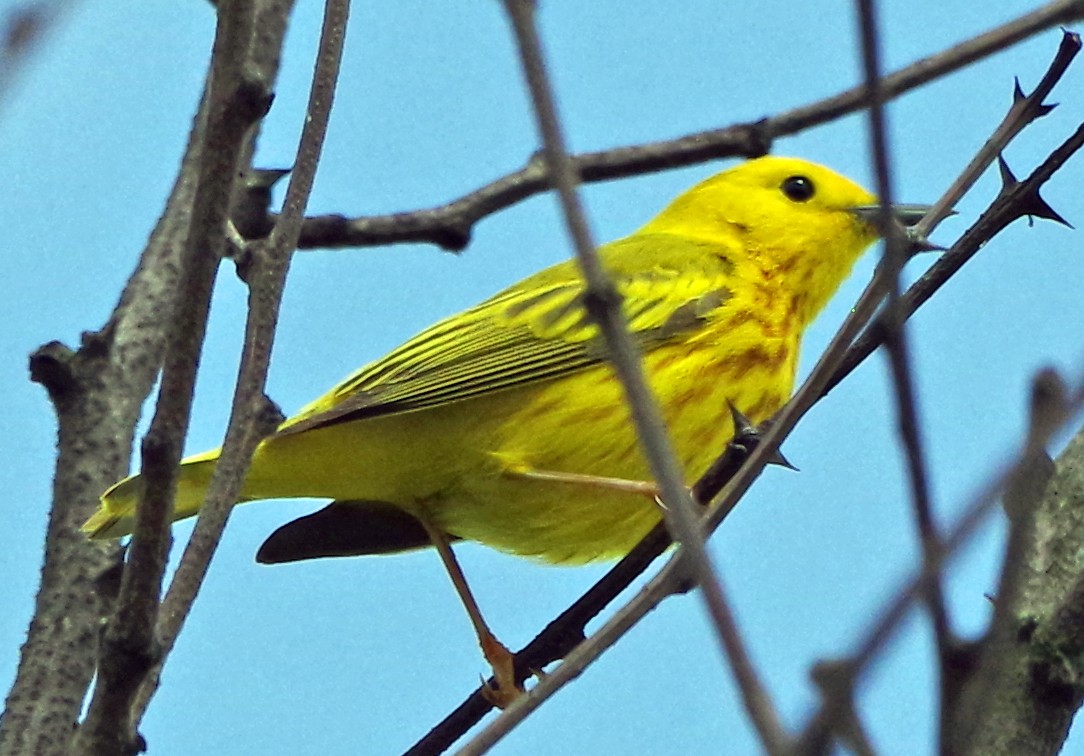 Yellow Warbler (Northern) - ML620886288