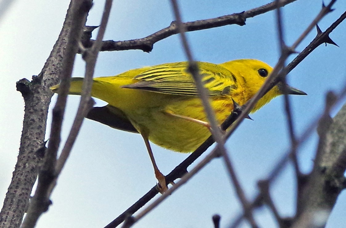 Yellow Warbler (Northern) - ML620886289