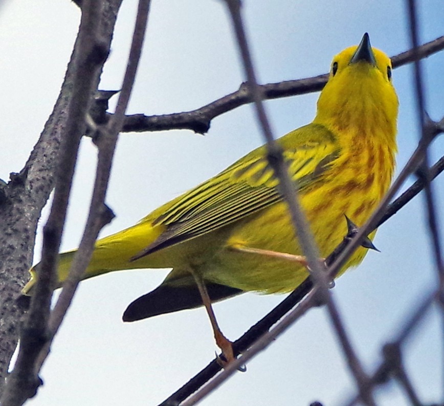 Yellow Warbler (Northern) - ML620886290