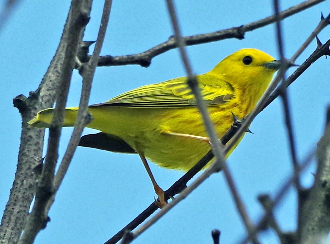 Yellow Warbler (Northern) - ML620886291