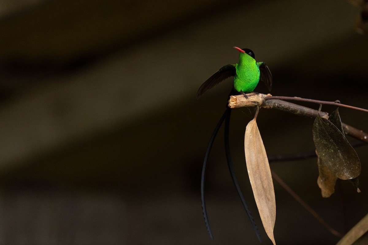 Red-billed Streamertail - ML620886295