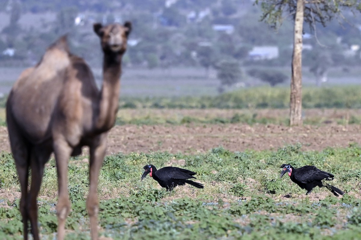 Abyssinian Ground-Hornbill - ML620886306