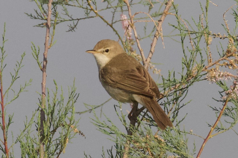 Sykes's Warbler - Dorna Mojab