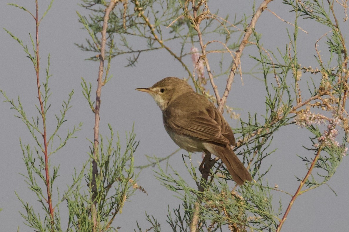 Sykes's Warbler - ML620886327