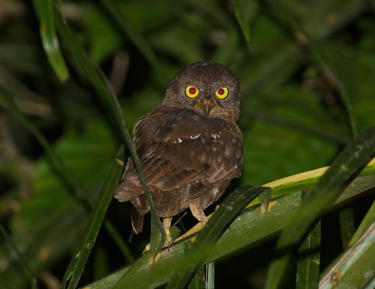 Simeulue Scops-Owl - ML620886334