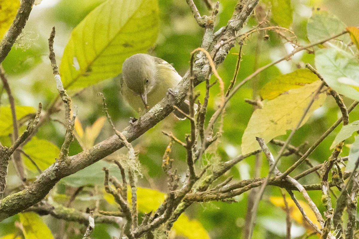 Jamaican Vireo - ML620886338