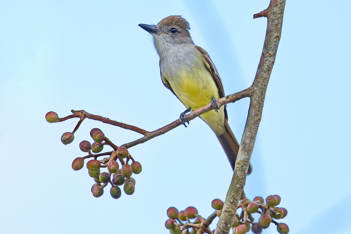 Brown-crested Flycatcher (Cooper's) - ML620886341