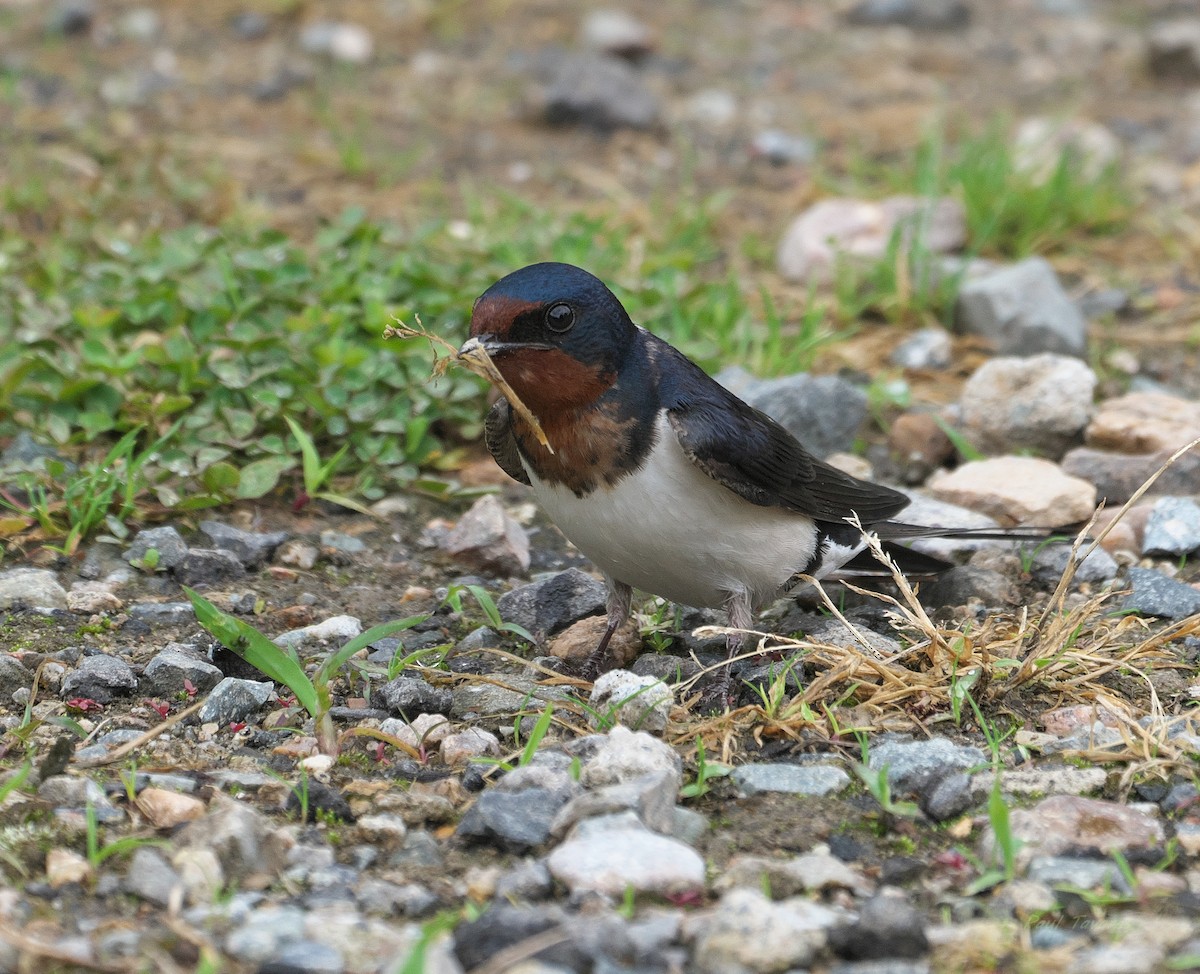 Golondrina Común - ML620886346