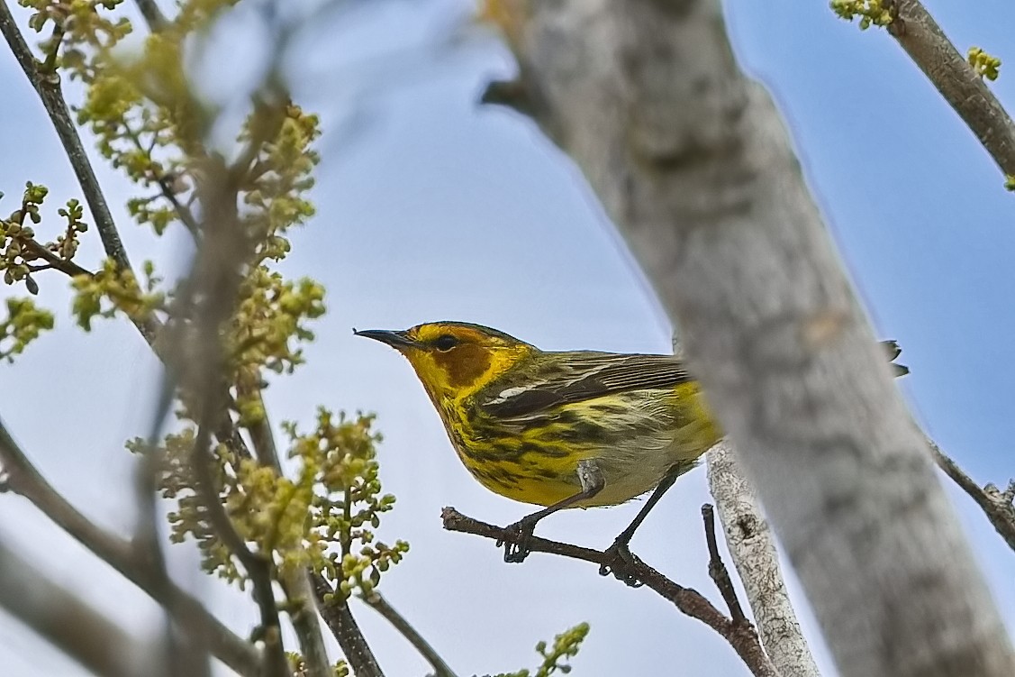 Cape May Warbler - ML620886353