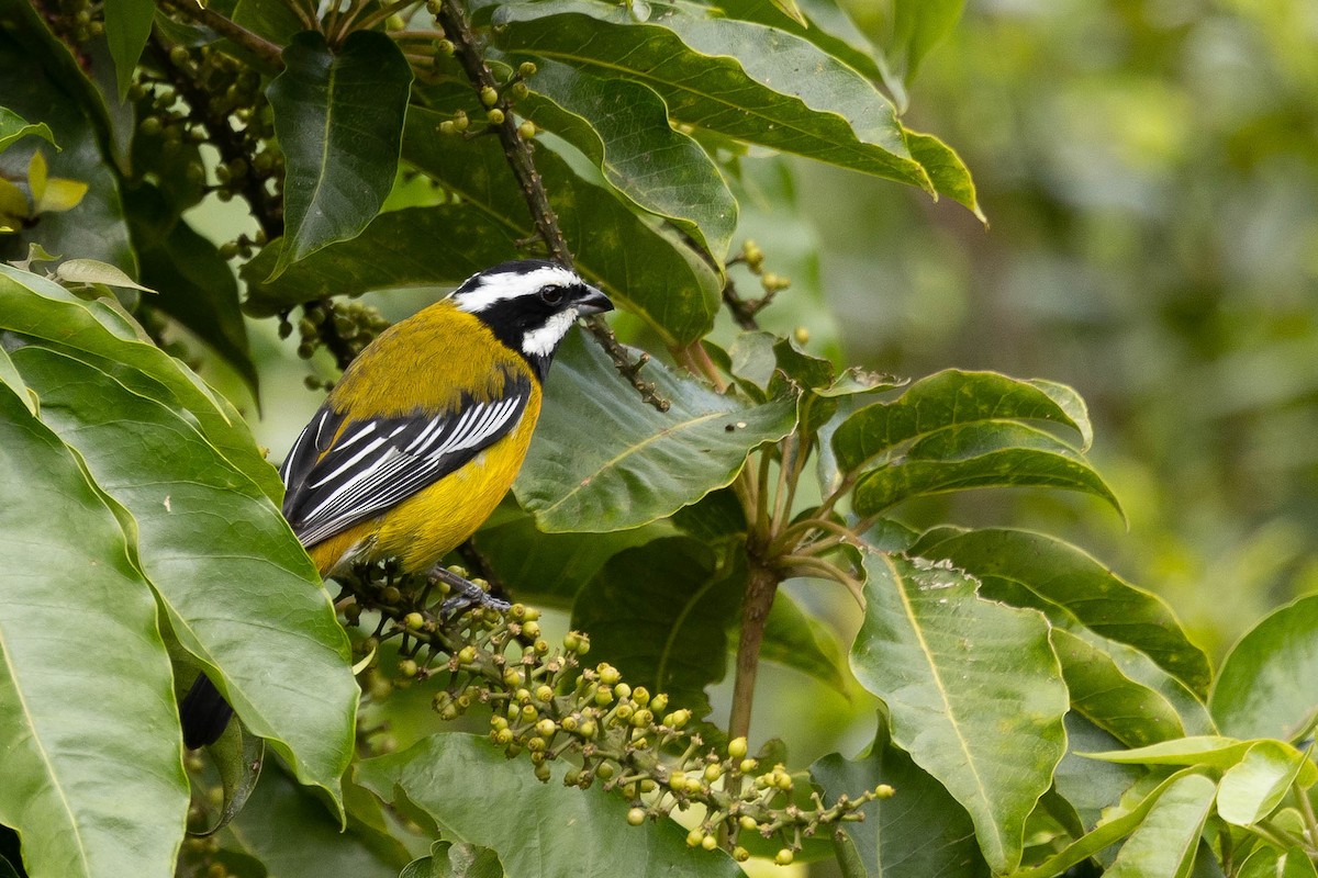 Jamaican Spindalis - Doug Gochfeld