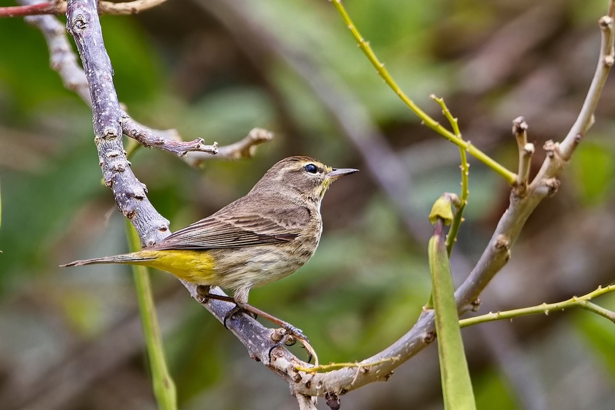 Reinita Palmera (palmarum) - ML620886360