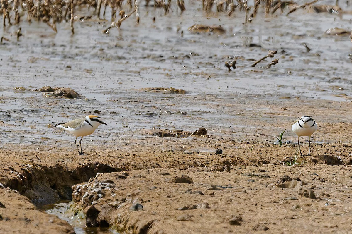 Kentish Plover - ML620886364