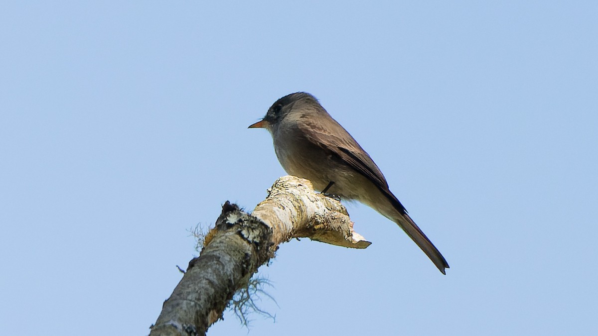 Southern Tropical Pewee - ML620886369