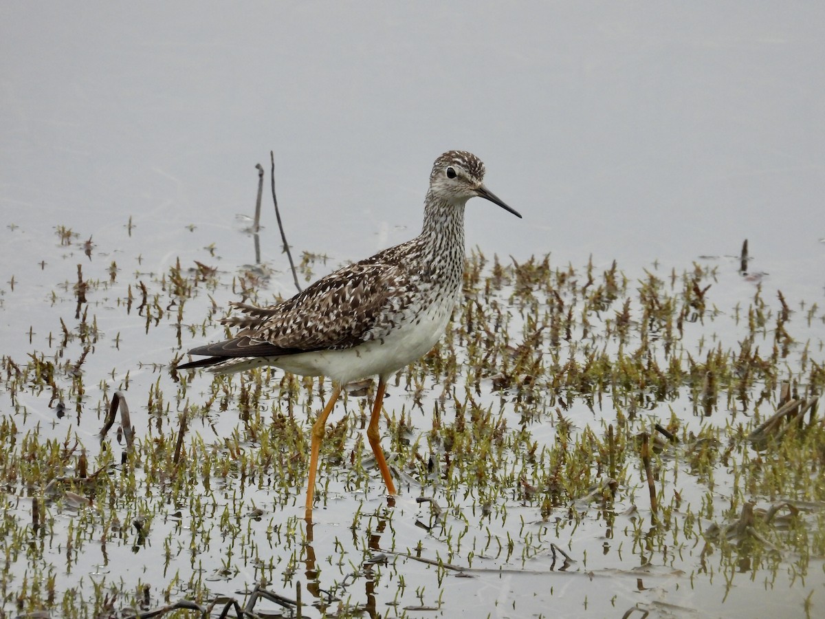 Lesser Yellowlegs - ML620886370