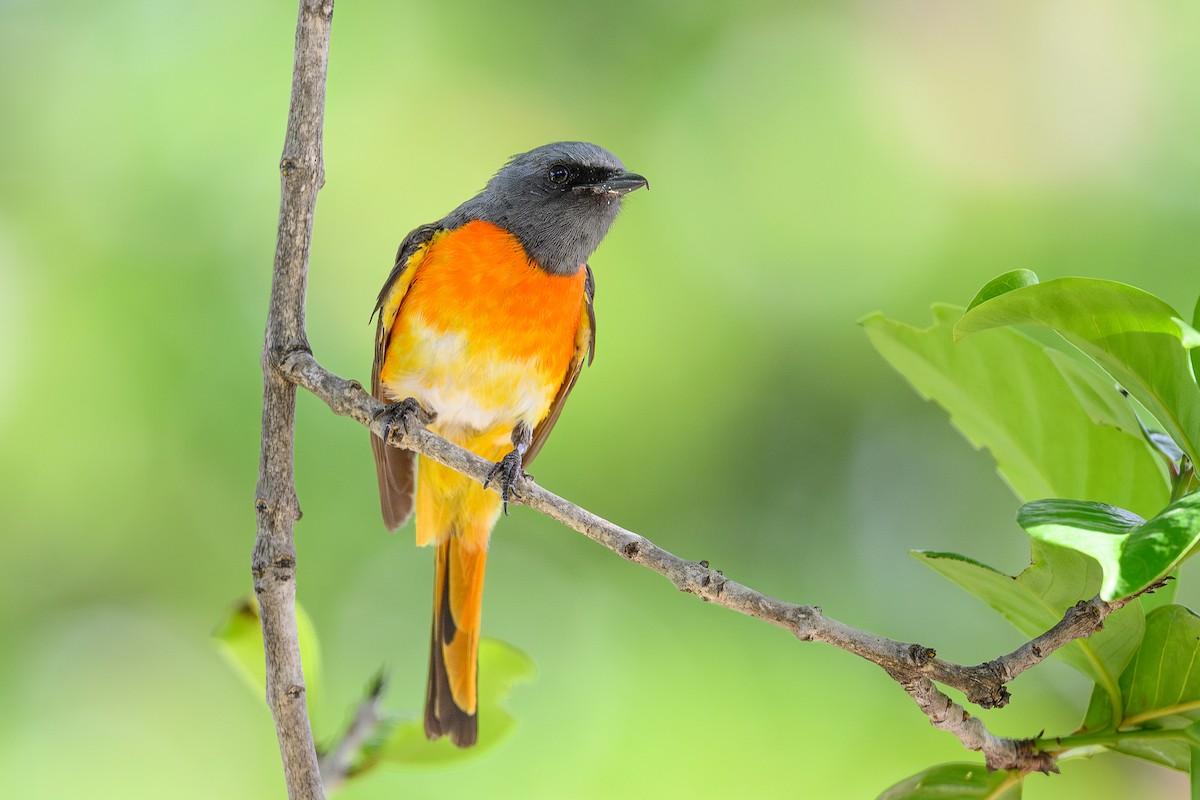 Small Minivet - ML620886372