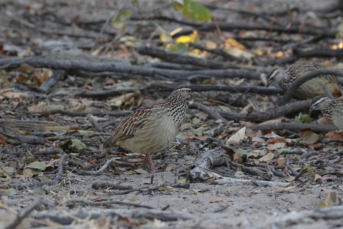 Crested Francolin (Crested) - ML620886375