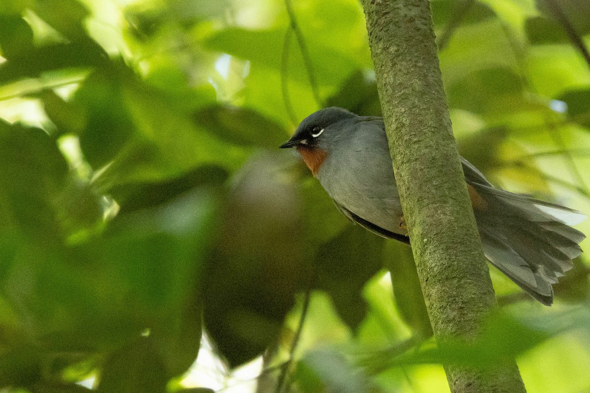 Rufous-throated Solitaire (Rufous-throated) - ML620886380