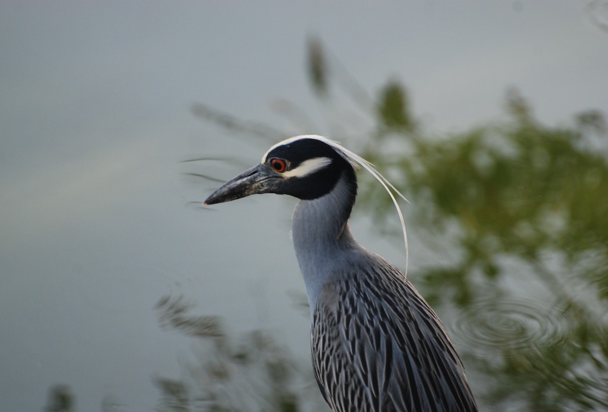 Yellow-crowned Night Heron - ML620886382