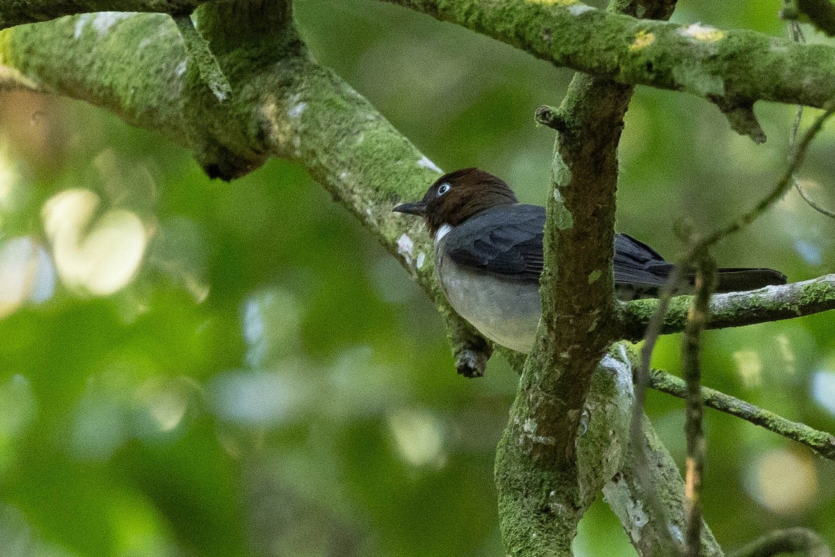 White-eyed Thrush - ML620886387