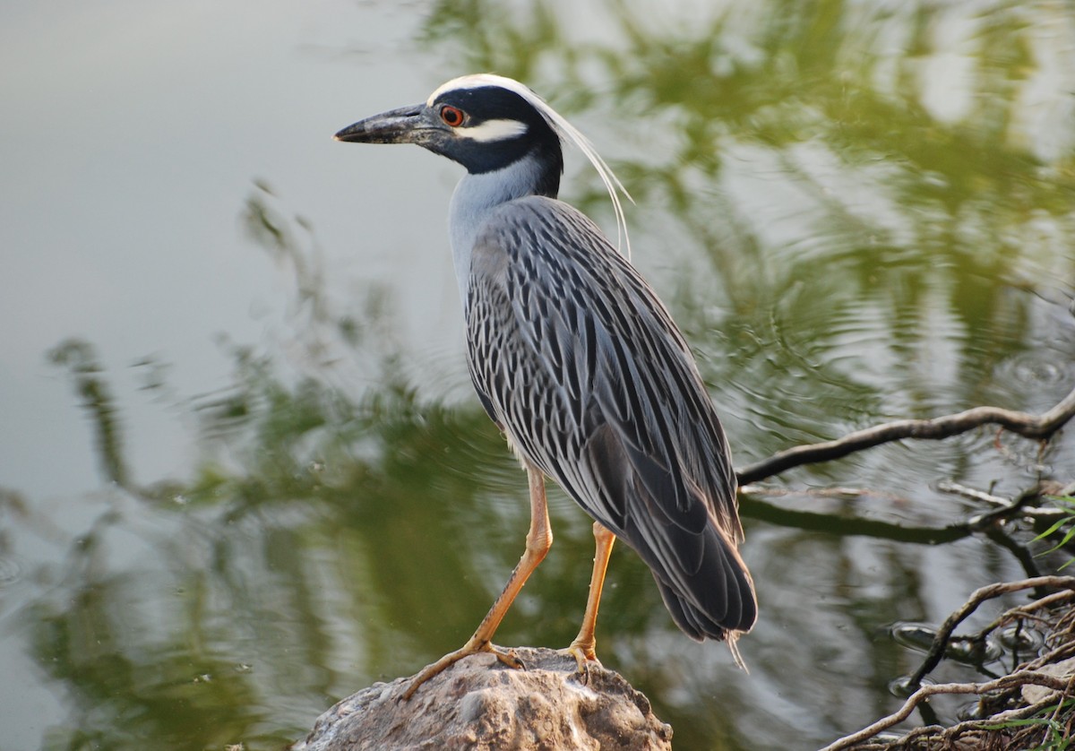 Yellow-crowned Night Heron - ML620886388