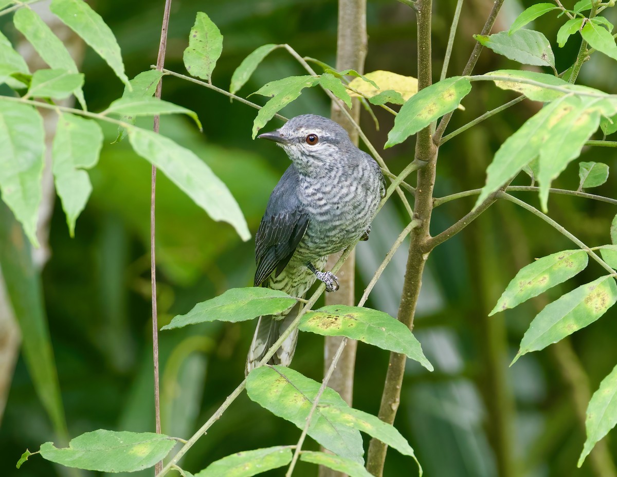 Lesser Cuckooshrike - ML620886389