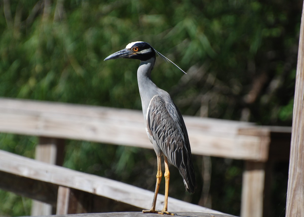 Yellow-crowned Night Heron - ML620886390