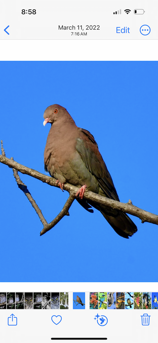 Pigeon à bec rouge - ML620886396