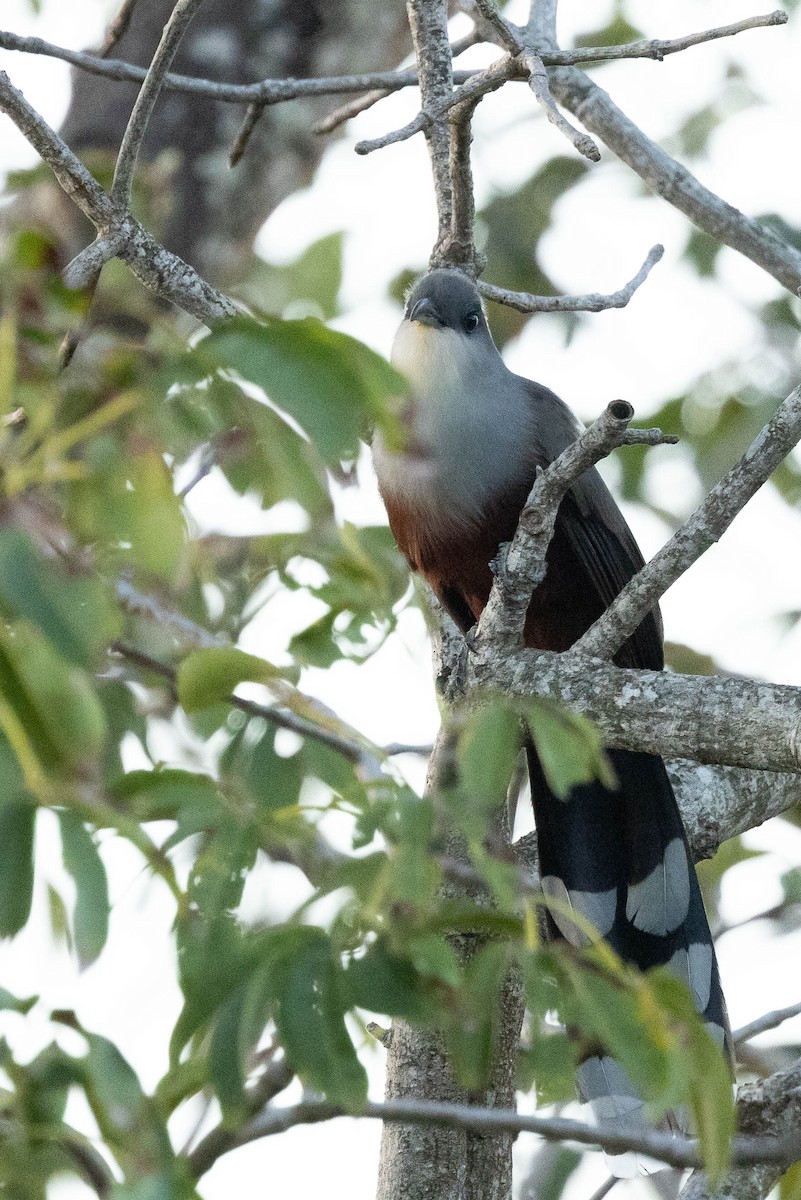 Chestnut-bellied Cuckoo - ML620886398