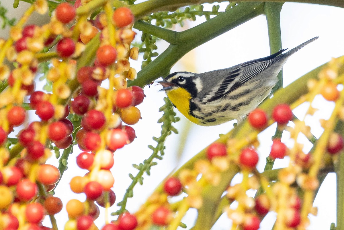 Yellow-throated Warbler - ML620886401