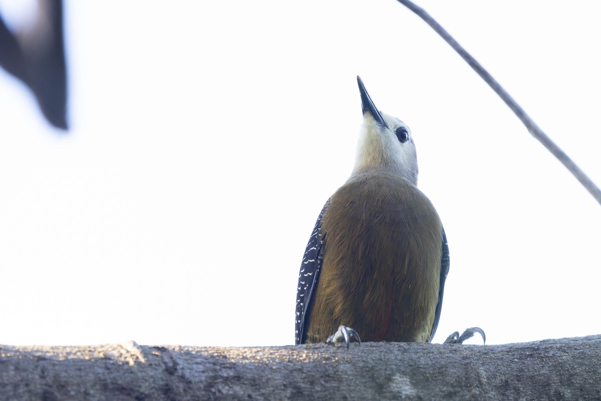 Jamaican Woodpecker - ML620886403