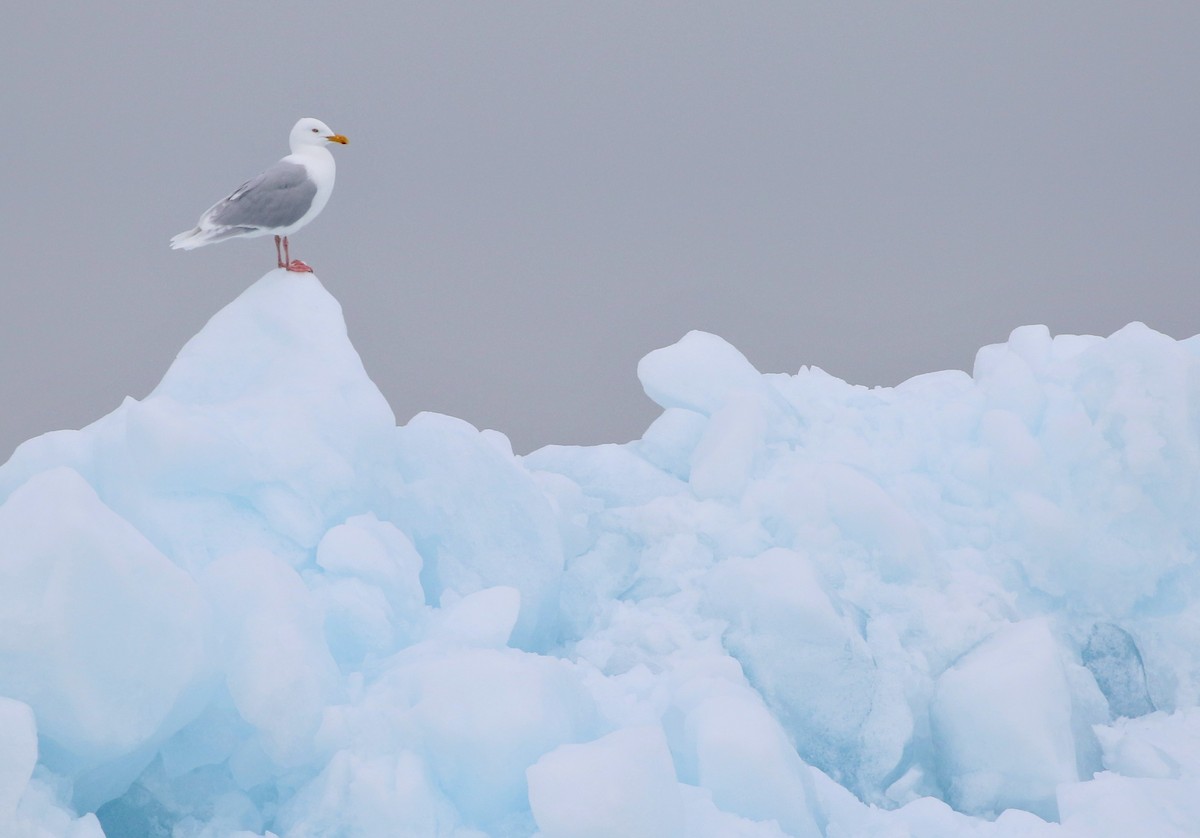 Glaucous Gull - ML620886404