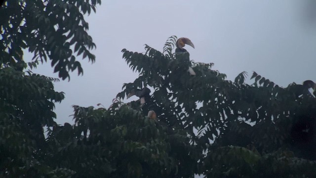 Plain-pouched Hornbill - ML620886407