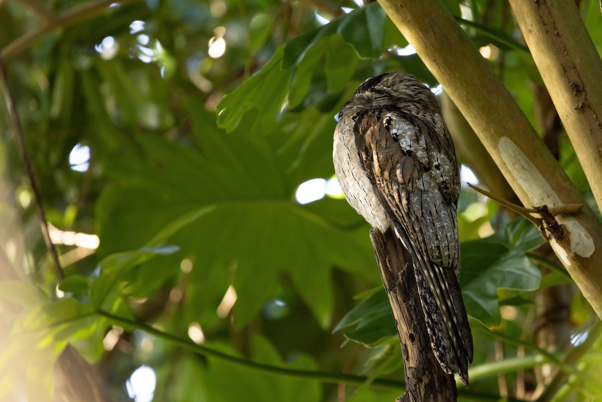 Northern Potoo (Caribbean) - Doug Gochfeld