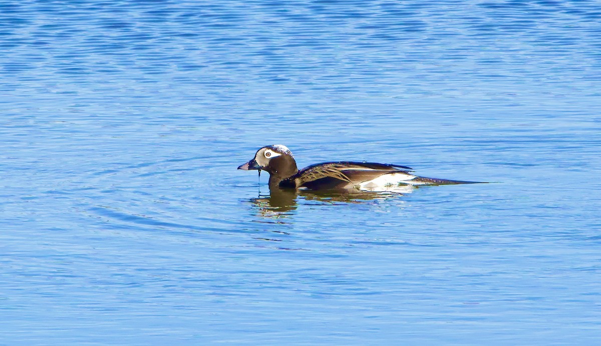 Long-tailed Duck - ML620886409