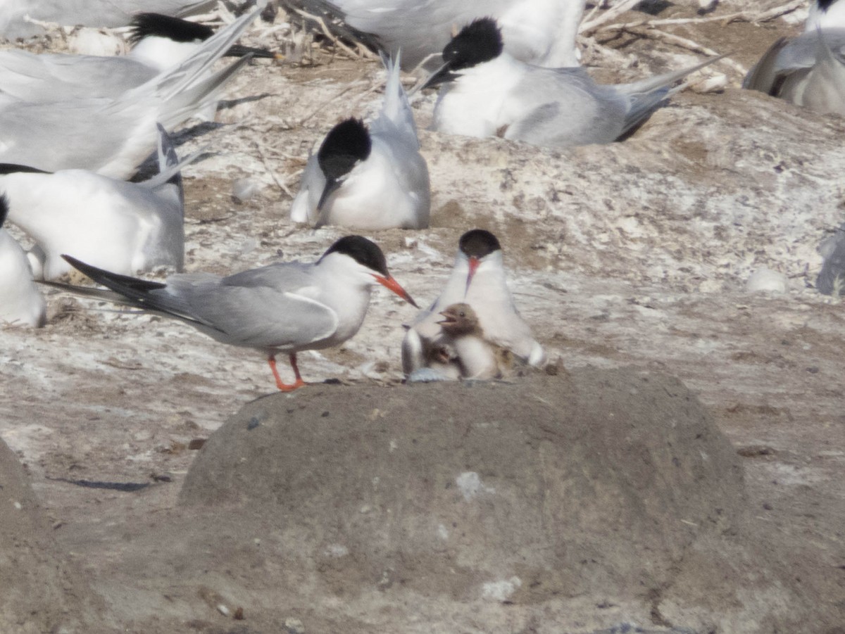 Common Tern - ML620886411