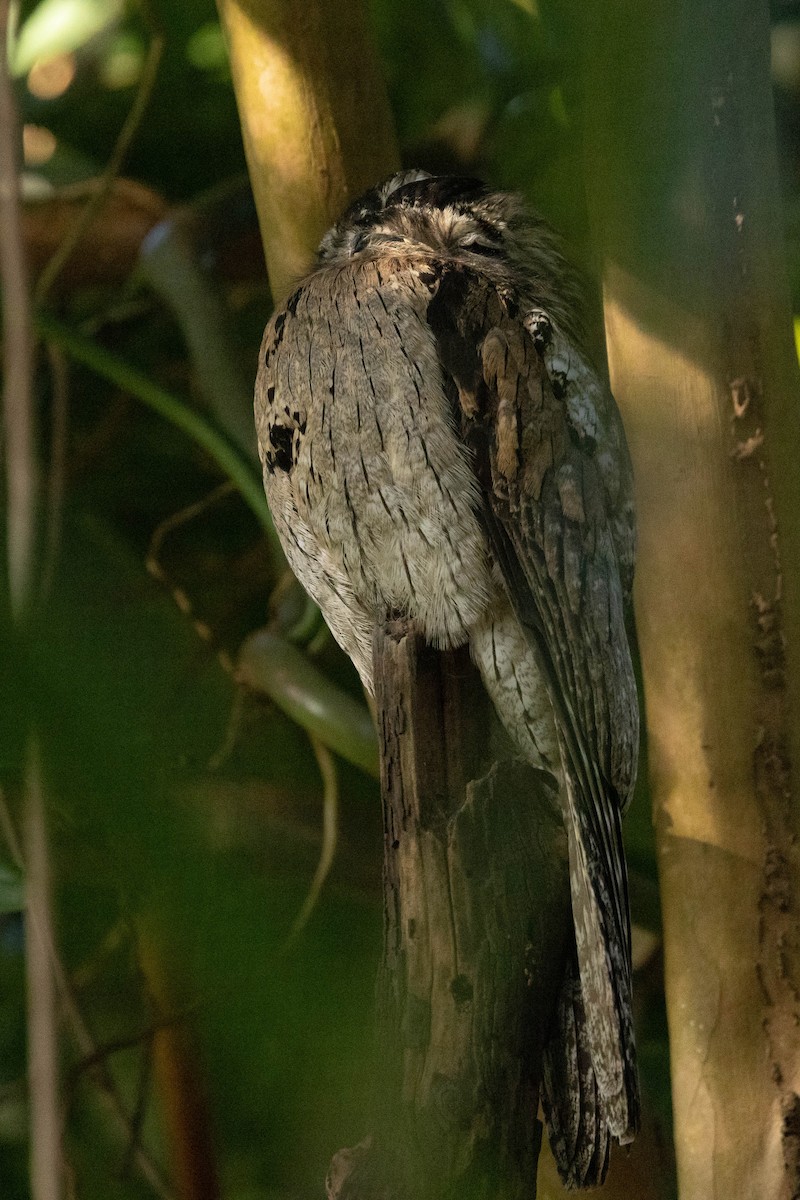 Northern Potoo (Caribbean) - ML620886412
