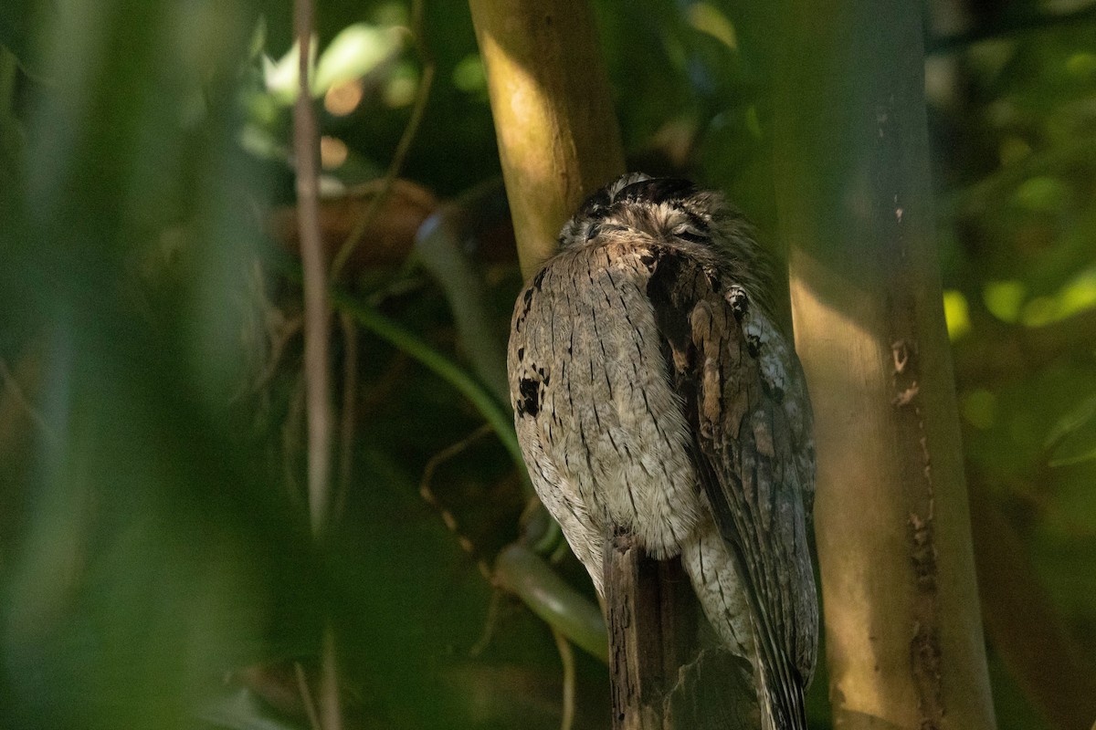 Northern Potoo (Caribbean) - ML620886413