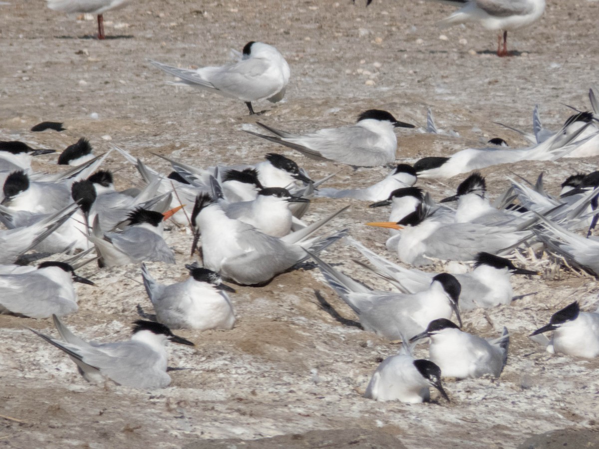 Elegant Tern - ML620886415