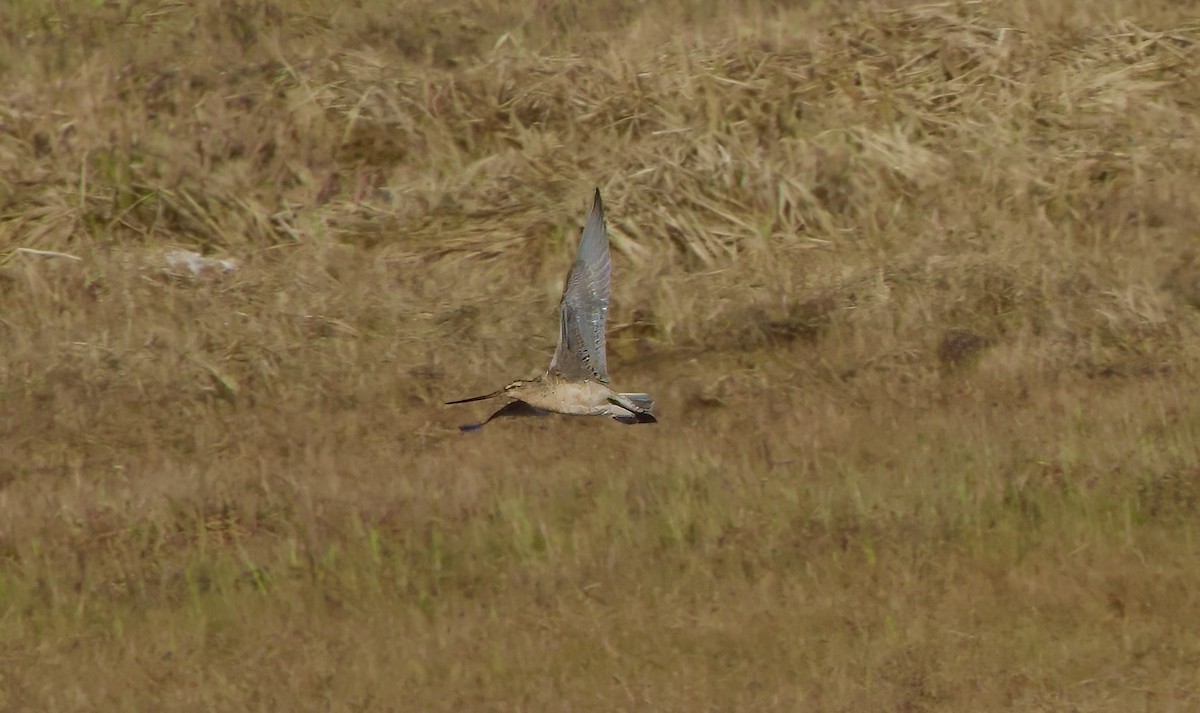 Bar-tailed Godwit - ML620886418