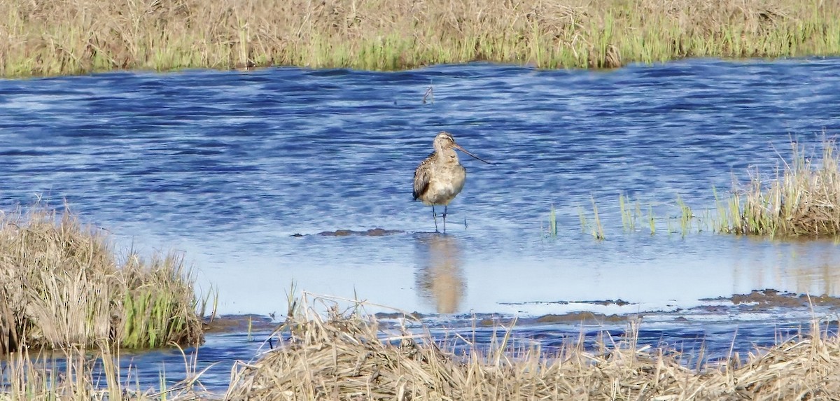 Bar-tailed Godwit - ML620886420