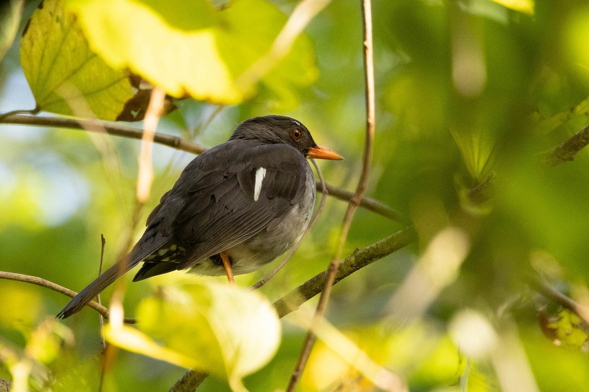 White-chinned Thrush - ML620886421