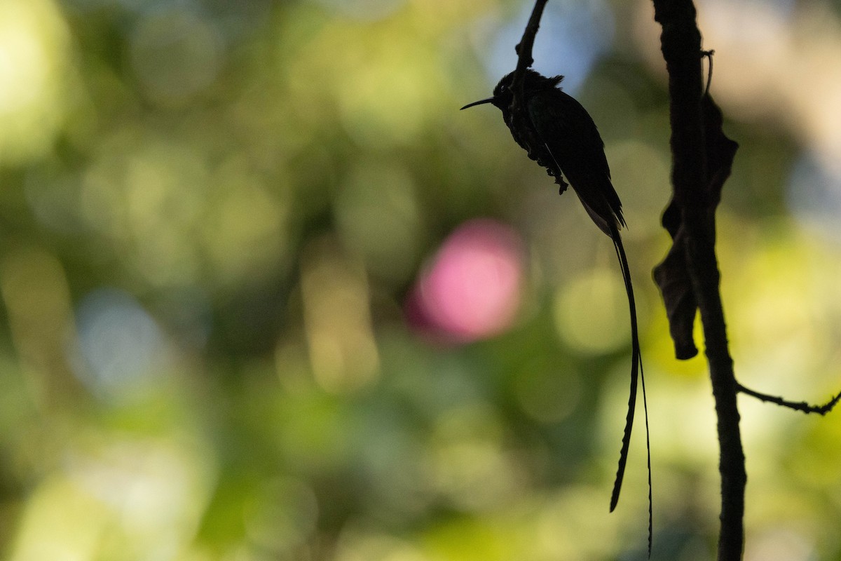 Black-billed Streamertail - ML620886422