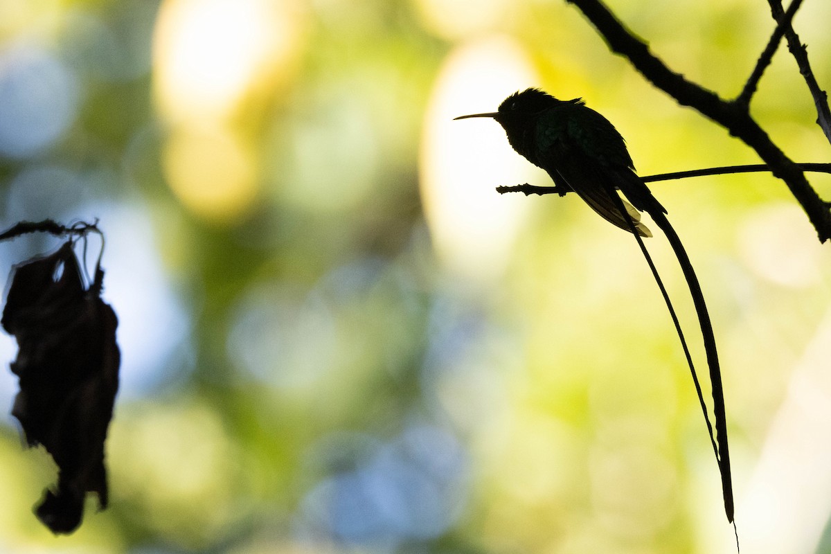 Black-billed Streamertail - ML620886424