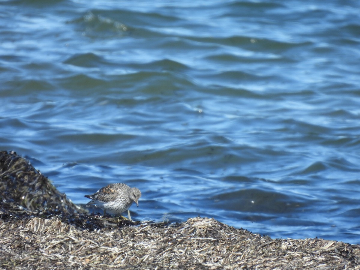 Surfbird - ML620886425