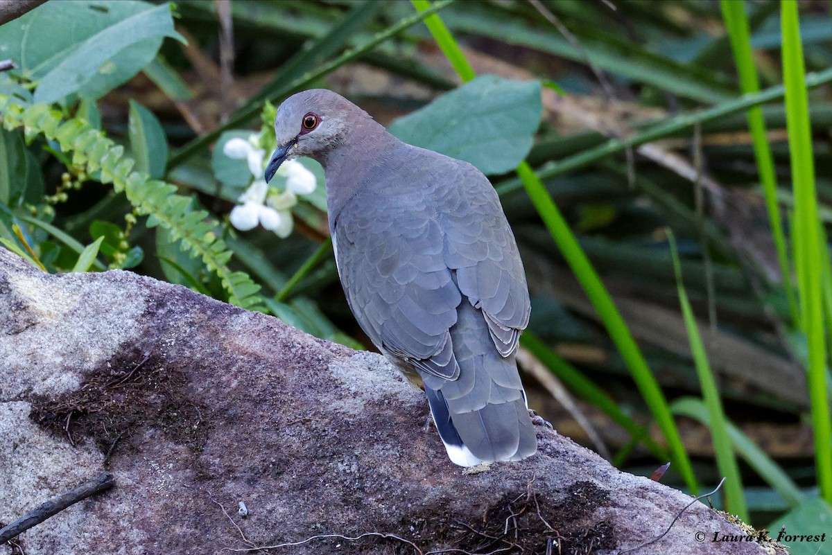 White-tipped Dove - Laura Forrest