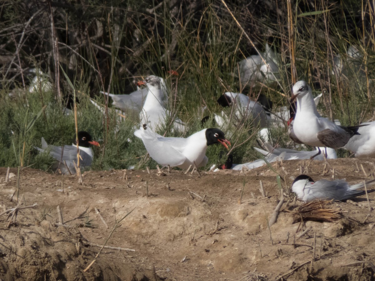 Mediterranean Gull - ML620886449