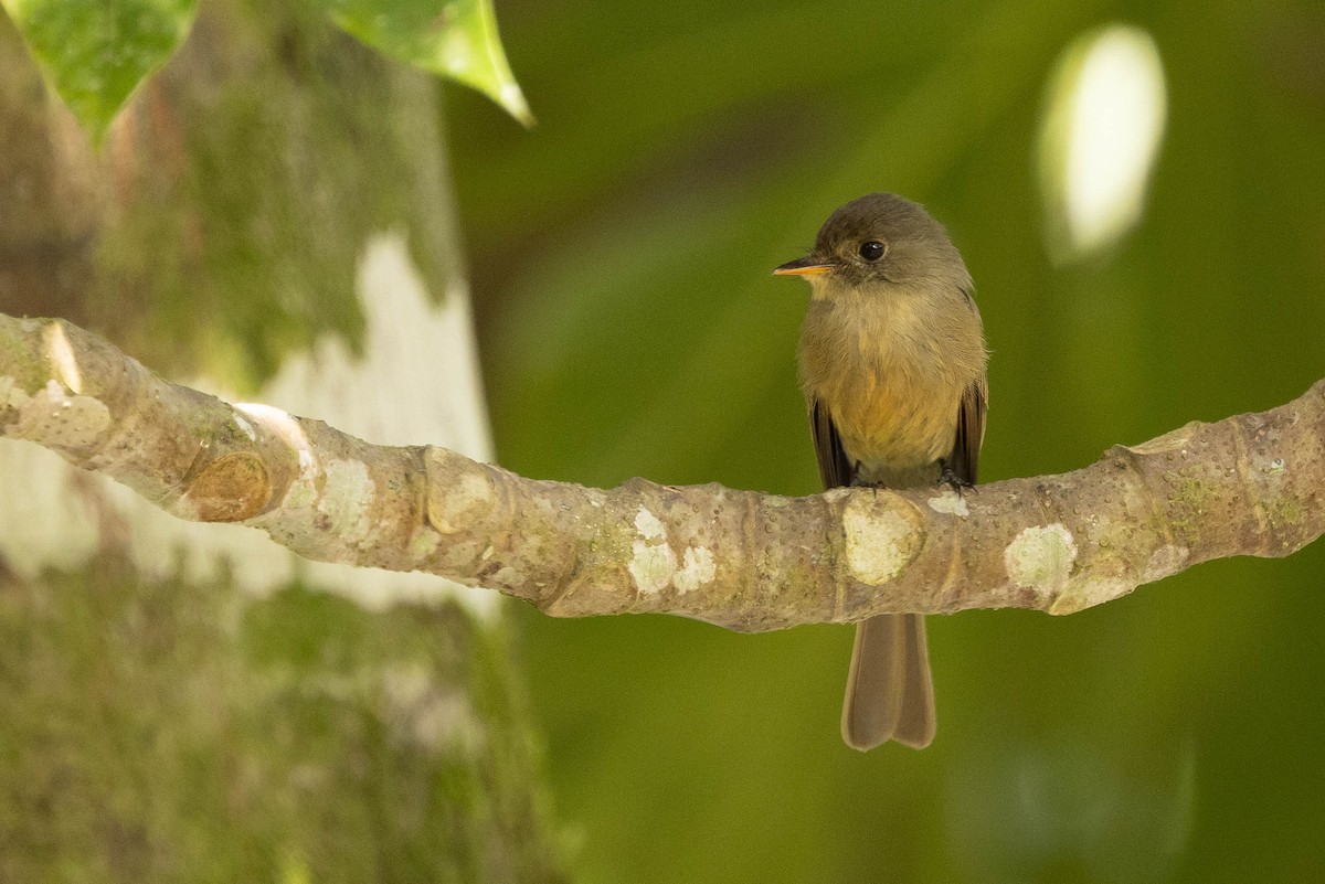 Jamaican Pewee - ML620886450